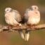 1080px-Spotted_Doves_Kanha_NP