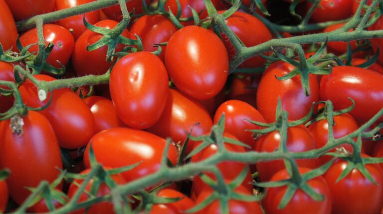 Tomatoes Tell The Truth by Tom Squitieri