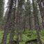 1024px-Evergreen_forest
