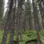 Evergreen_forest