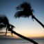 Palm_Trees_at_Sunset_(4187167072)
