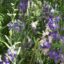 Larkspur_from_Lalbagh_flower_show_Aug_2013_8059