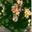 Flowers_at_a_Sydney_nursery,_1967_(15415370612)