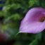 Pink-tubular-flower